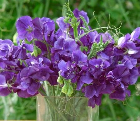 Lathyrus odoratus - Szagos bükköny "King Size Navy Blue" (12 szem)