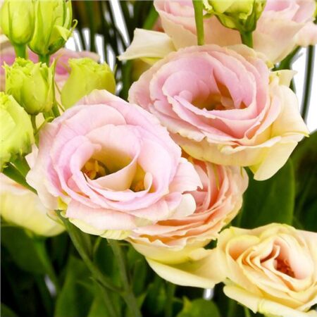 Eustoma grandiflorum - Liziantusz, préritárnics "Rosita 3 Champagne F1" (min 20 szem)