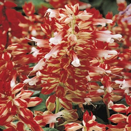 Salvia splendens - Paprikavirág "Red and White" (min. 20 szem)