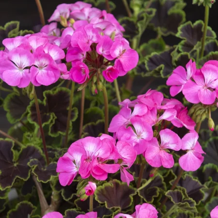 Pelargonium × hortorum - Kerti muskátli "Night F1 Rose" (min. 10 szem)