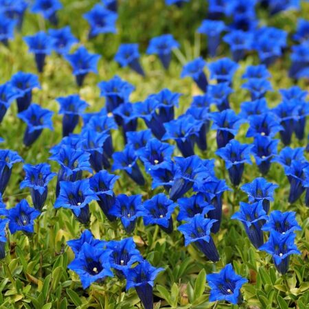 Gentiana acaulis - Széleslevelű tárnics (min. 10 szem)