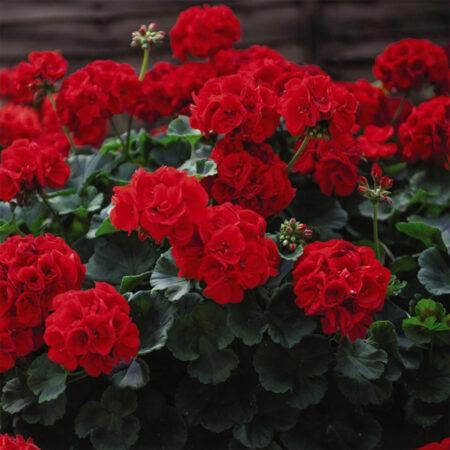 Pelargonium × hortorum - Kerti muskátli "Day F1 Deep Red" (min. 10 szem)