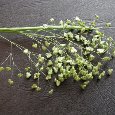 Briza minima - Kis rezgőfű (min. 20 szem)