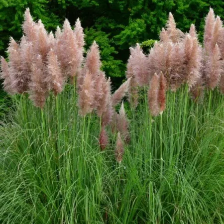 Cortaderia selloana – Pampafű "Pink Feather" (min. 10 szem)