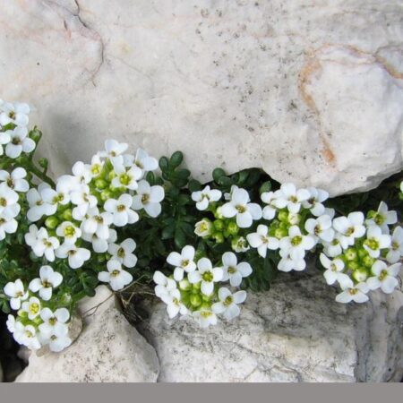 Pritzelago alpina  - Havasi sziklazsázsa "Icecube" (min. 20 szem)