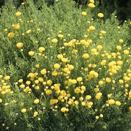 Santolina rosmarinifolia - Zöld cipruska (min. 20 szem)