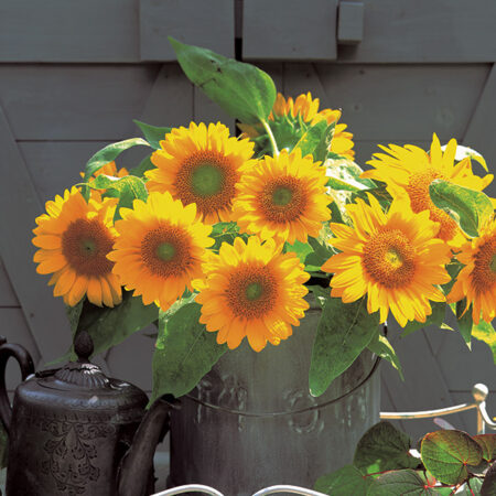 Helianthus annuus - Napraforgó "Sunrich Gold F1" (10 szem mag)