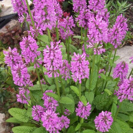 Stachys officinalis - Orvosi tisztesfű (min. 20 szem)