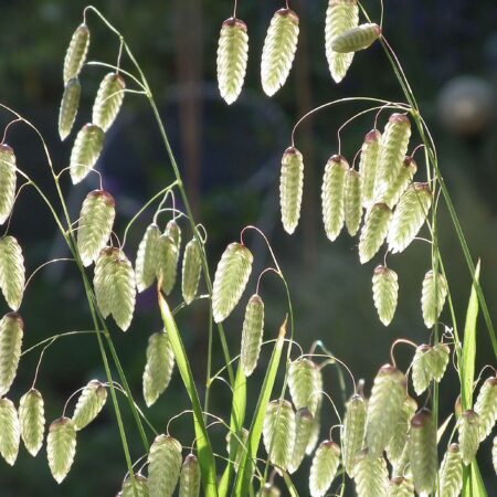 Briza maxima - Nagy rezgőfű (min. 30 szem)