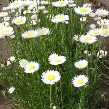 Helipterum roseum - Rózsagyopár "White" (min 15 szem mag)