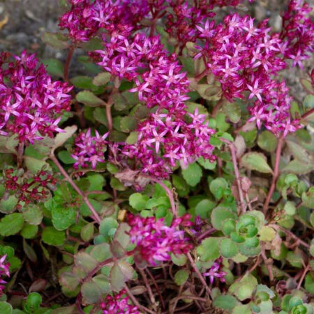 Sedum spurium - Kaukázusi Varjúháj (min. 20 szem)