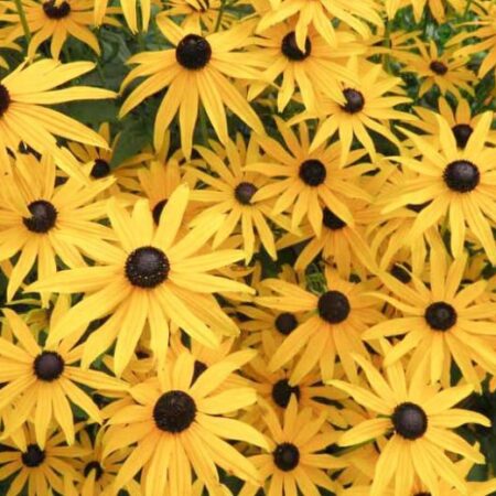 Rudbeckia subtomentosa - Kúpvirág (min. 30 szem)