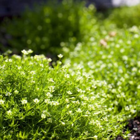 Sagina subulata - Szálkás Zöldhúr (min. 20 szem)