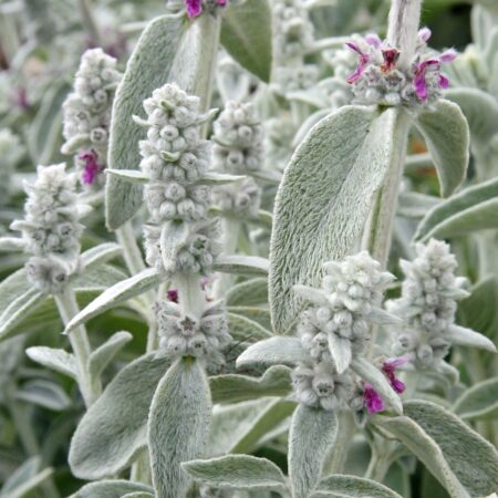 Stachys byzantina - Gyapjas tisztesfű, nyuszifül (min. 20 szem)