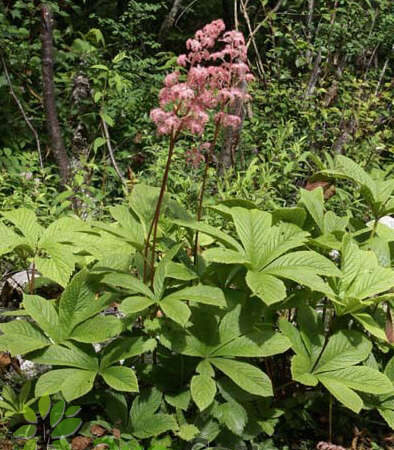 Rodgersia aesculifolia var. henrici - Rózsaszín tópartifű (min. 20 szem mag)