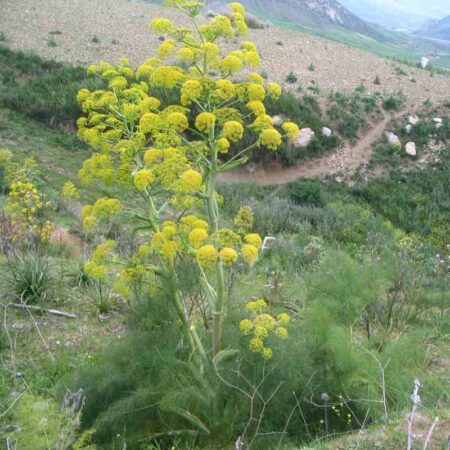 Ferula communis - Díszkömény vagy óriás husáng (min. 6 szem mag)