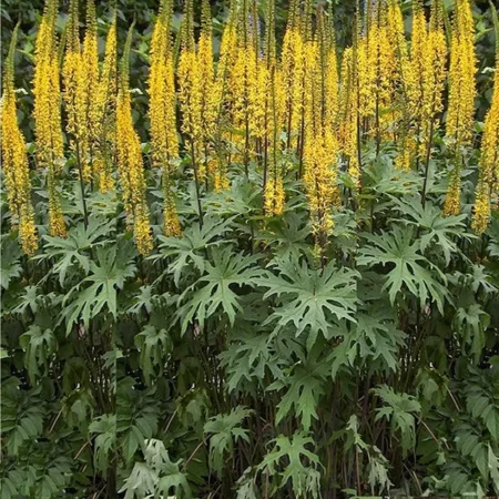 Ligularia przewalskii – Távol-keleti hamuvirág (min. 10 szem mag)