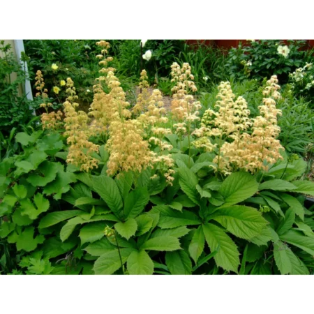 Rodgersia pinnata - Tenyeres tópartifű (min. 20 szem mag)