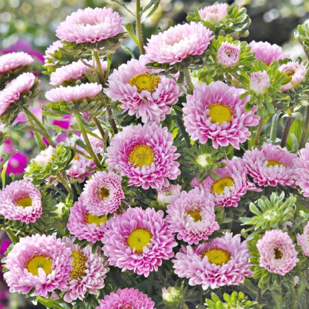 Callistephus chinensis / Aster - Őszirózsa "Matsumoto Pink" (min. 50 szem)