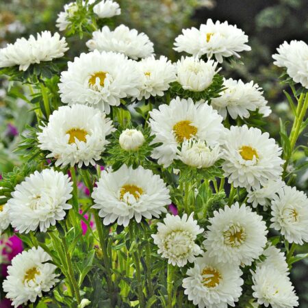 Callistephus chinensis / Aster - Őszirózsa "Matsumoto White" (min. 50 szem)