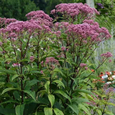 Eupatorium purpureum GOLD N.– Vörös sédkender (min. 30 szem mag)