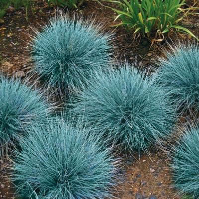 Festuca glauca - Kék csenkesz "Blue select" (min. 20 szem mag)