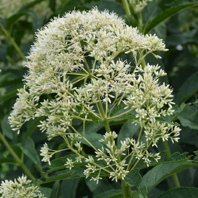 Eupatorium fistulosum f. albidum – Sédkender "Ivory towers" (min. 40 szem)
