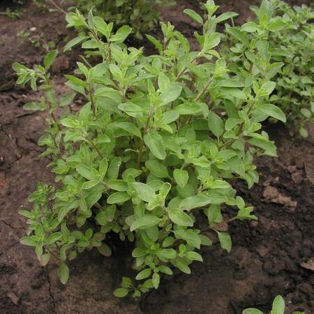 Majorana hortensis - Közönséges majoranna (min. 30 szem)