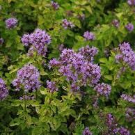 Origanum vulgare  - Oregánó (min. 40 szem)