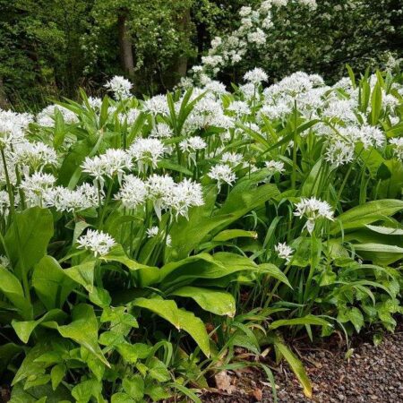 Allium ursinum - Medvehagyma (min. 20 szem)