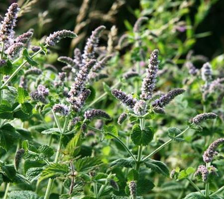 Mentha longifolia - Fürtösmenta (min. 20 szem)