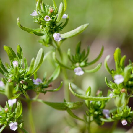 Satureja hortensis - Borsikafű (min. 30 szem)