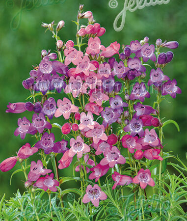 Penstemon mexicale - Mexikói bugatölcsér "Sunburst mix" (min. 20 szem)