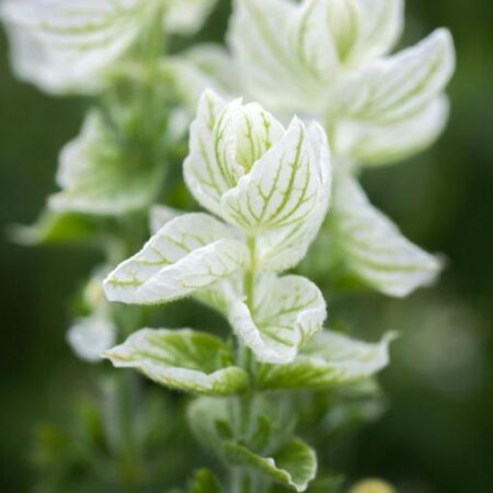 Salvia horminum - Egynyári zsálya "White Swan" (min. 20 szem)