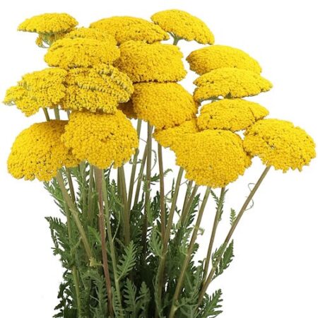 Achillea filipendulina - jószagú cickafark "Parkers" (min. 20 szem)