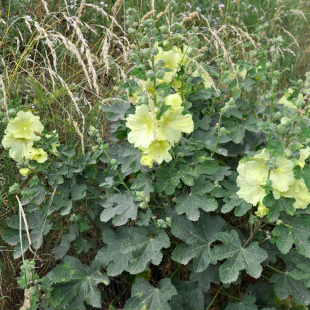 Alcea rugosa - Orosz mályvarózsa (min. 10 szem)