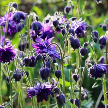 Aquilegia vulgaris - Harangláb "Blue Barlow" (min. 20 szem)