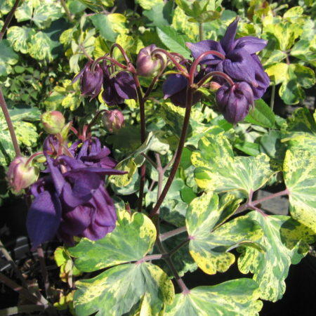 Aquilegia vulgaris - Aranylevelű harangláb "Leprechaun Gold" (min. 20 szem)