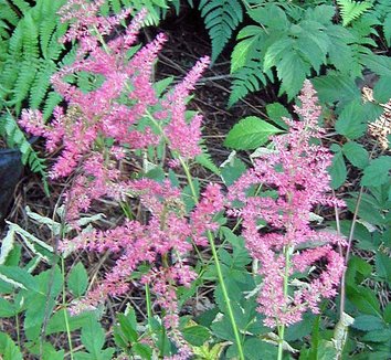Astilbe rivularis - Folyami tollbuga (min. 20 szem)