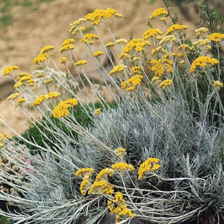 Helichrysum italicum- Olasz szalmagyopár (min. 20 szem)
