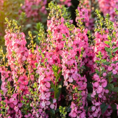 Verbascum phoeniceum - Ökörfarkkóró "Rosetta" (min. 30 szem)