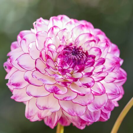 Dália "Dreaming Maid" (1 db)