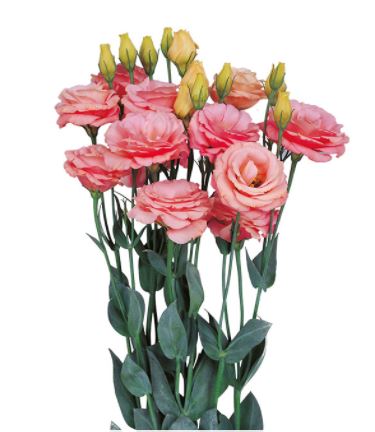 Eustoma grandiflorum - Liziantusz, préritárnics "Rosita II Apricot" (min 20 szem)