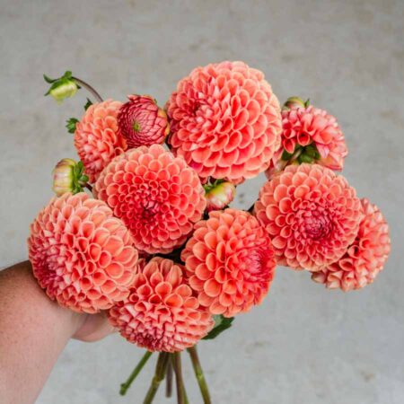 Dália "Cornel Brons" (1 db)