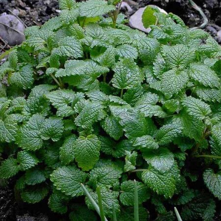 Melissa officinalis - Citromfű "Quedlinb.Nieder." (min. 20 szem)