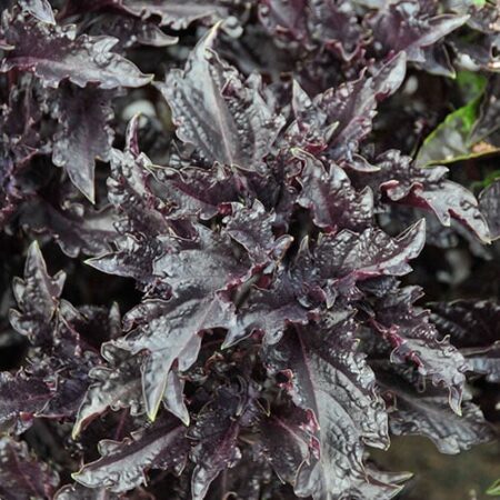 Ocimum basilicum - Bazsalikom "Purple Ruffles" (min. 30 szem)