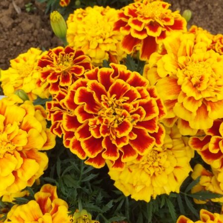Tagetes patula - Büdöske "Durango Bee" (min. 30 szem)