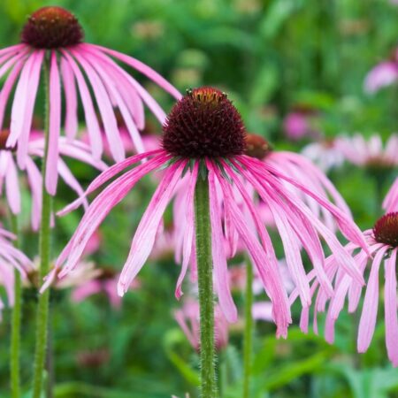 Echinacea simulata - Kasvirág (min. 20 szem)