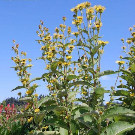 Inula racemosa – Fürtös peremizs (min. 20 szem)