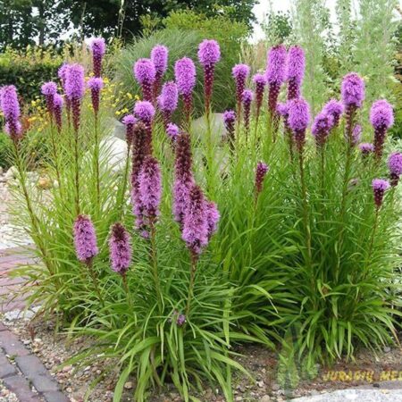 Liatris spicata - Füzéres díszcsorba "Kobold Strain" (min. 20 szem)